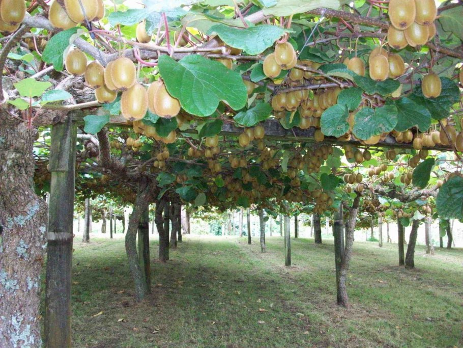 Плантации киви в новой Зеландии