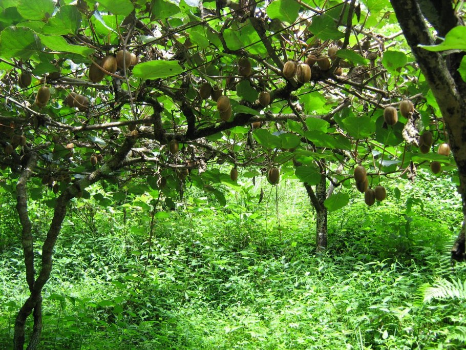 Киви фрукт дикий