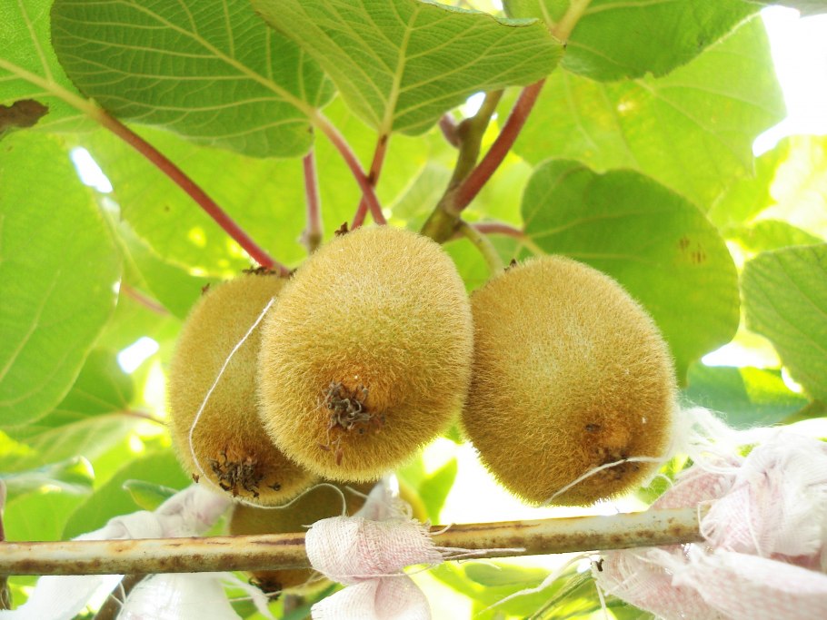 Актинидия Родина