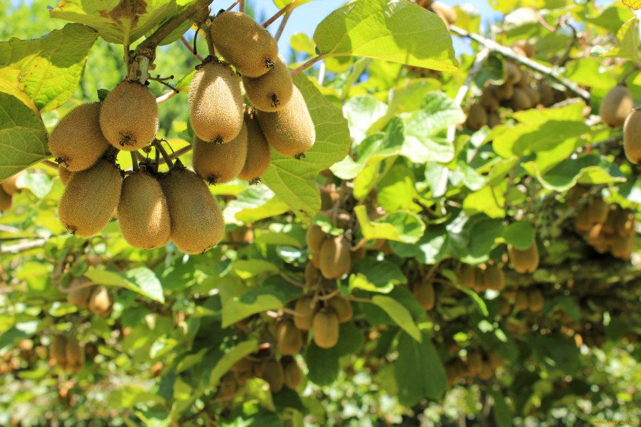 Актинидия Бруно