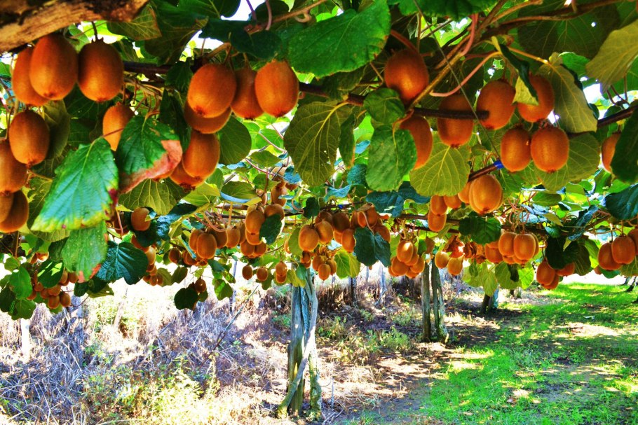 Плантация киви