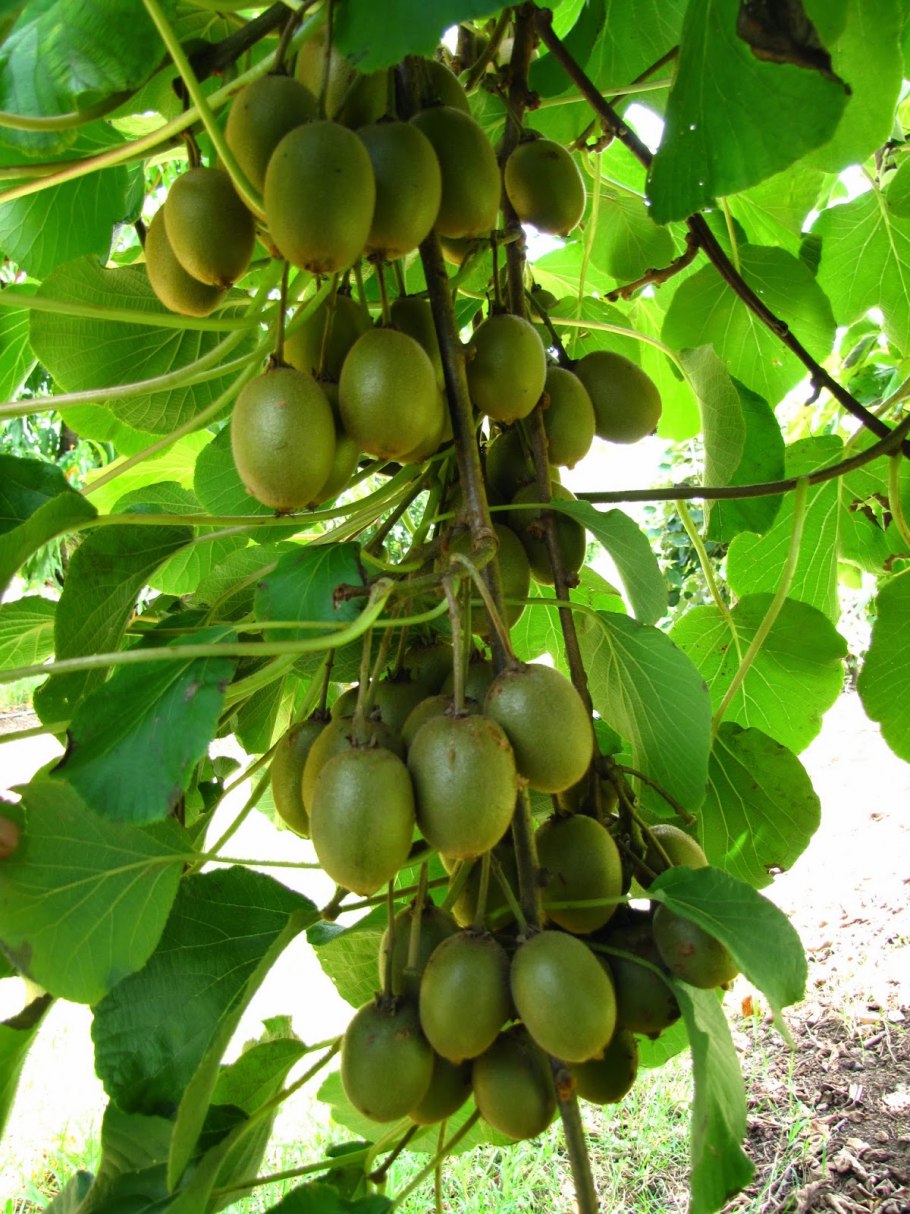 Куст киви фото