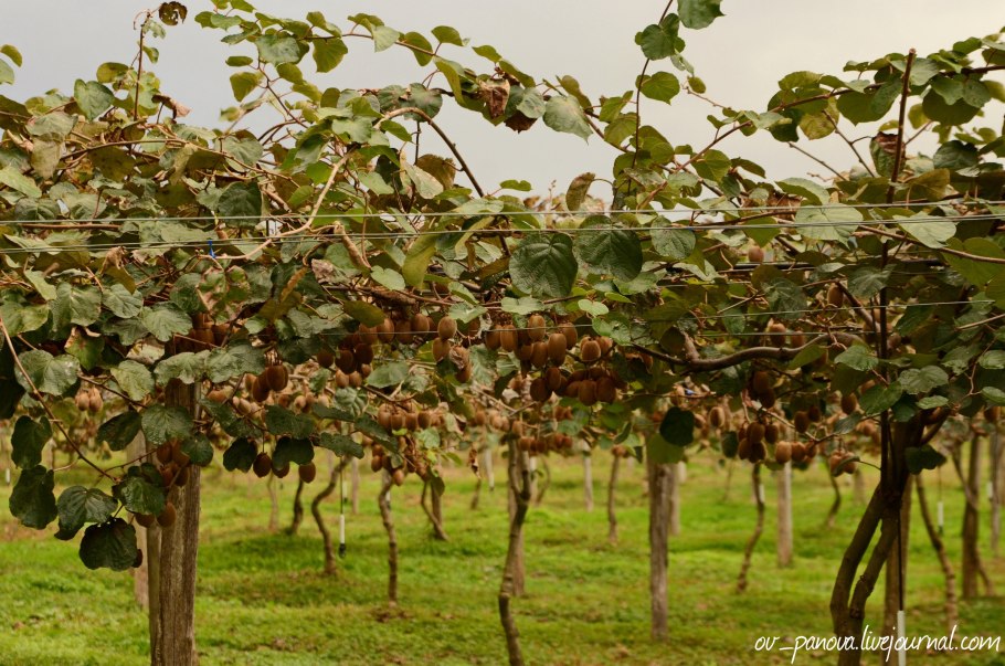 Плантация киви