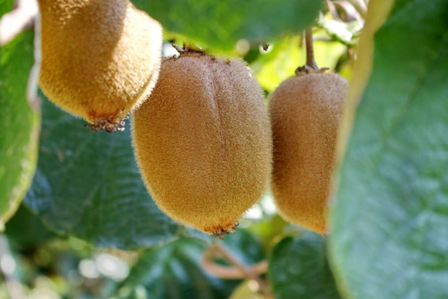 Киви Соло сорт