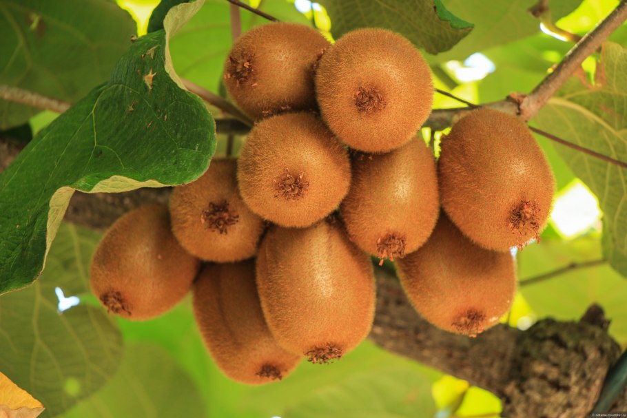 Древовидная Лиана киви