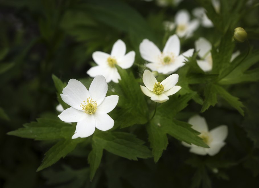 Anemonidium canadense