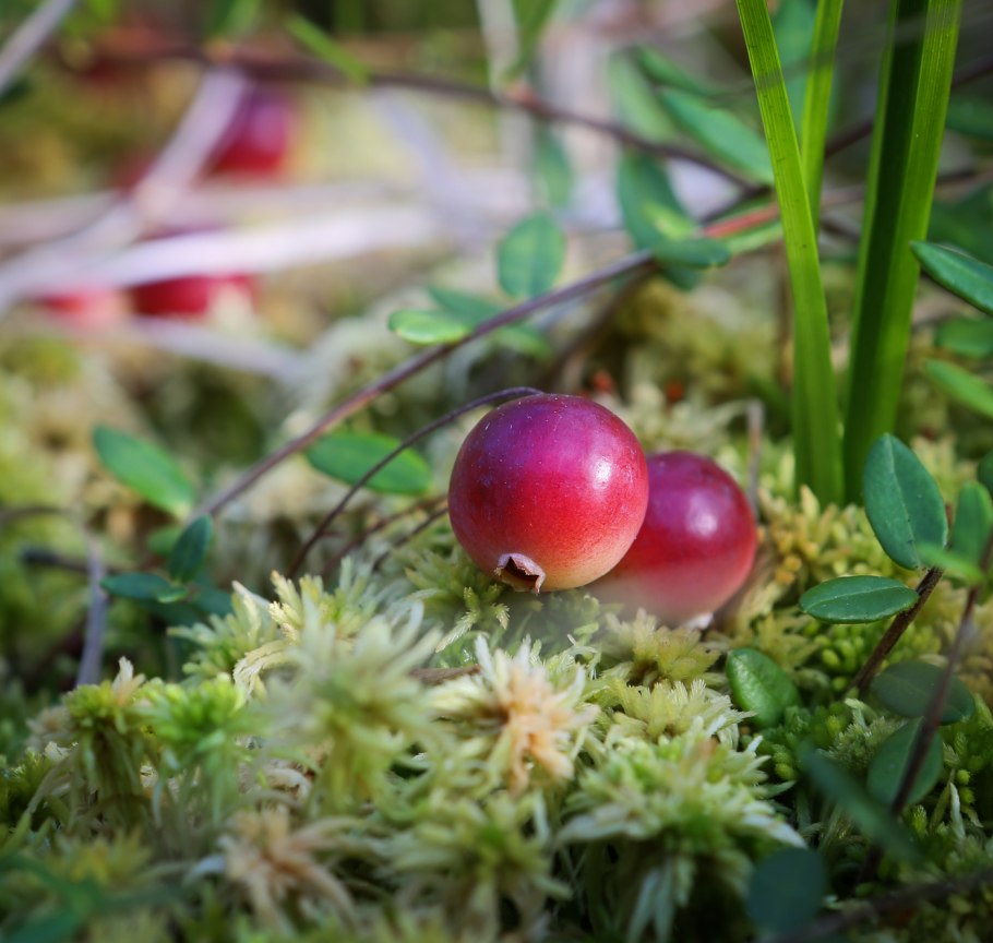 Растительность Пермского края