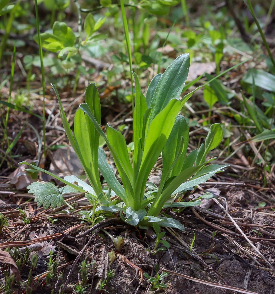 Лесные растения Пермского края
