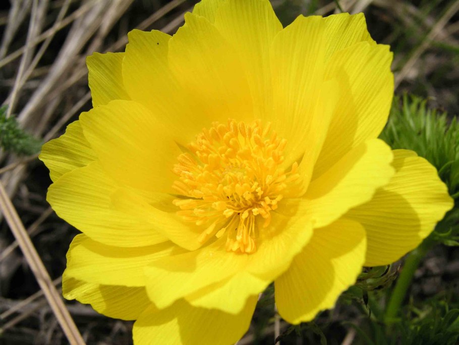 Краснокнижные растения Кунгура