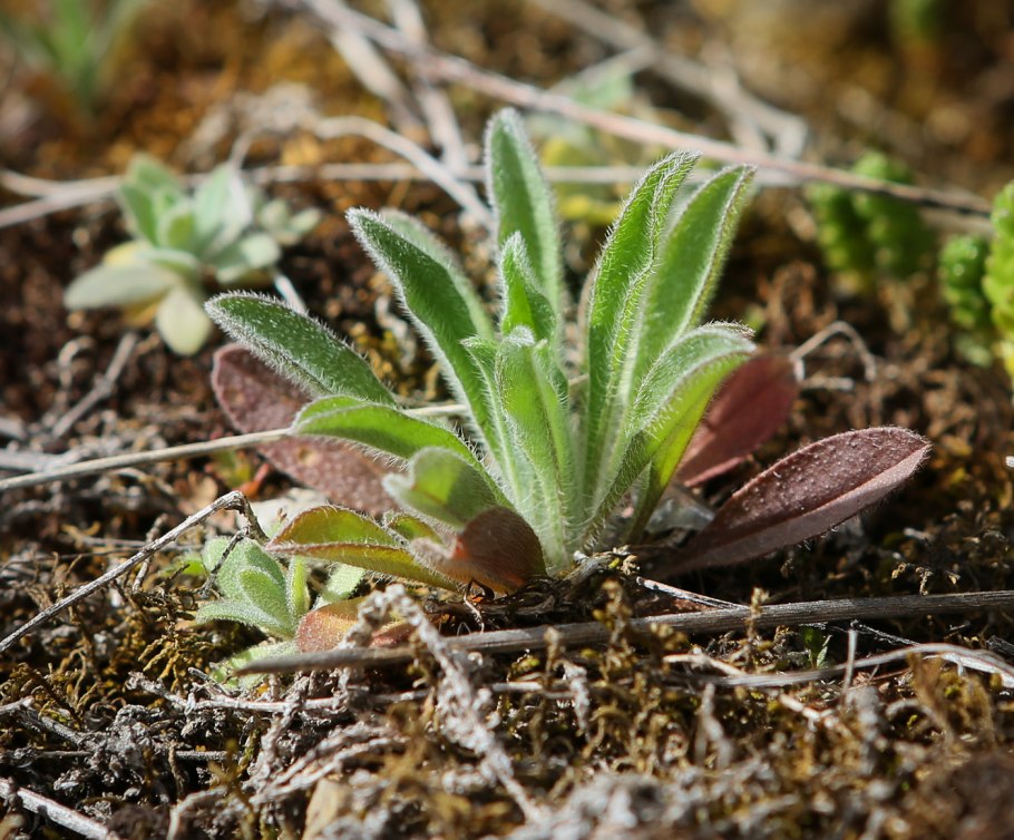 Болотные растения Пермского края