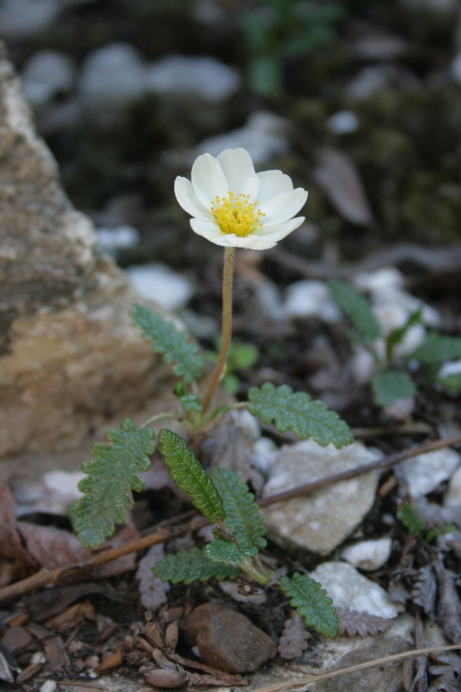 Дриада растение