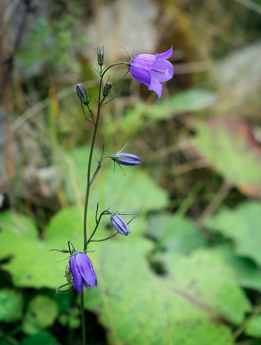 Campanula rotundifolia