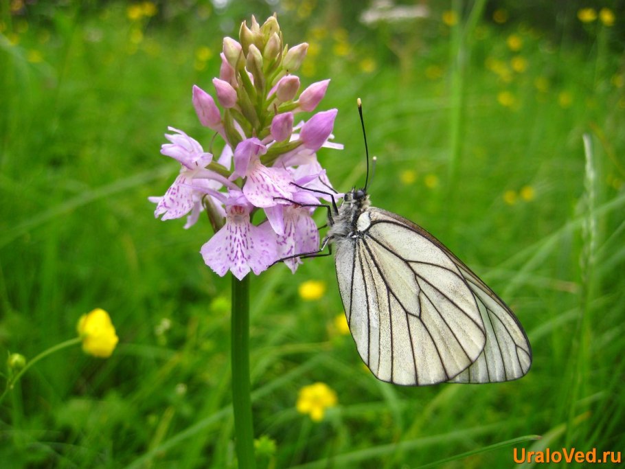 Растительность Пермского края