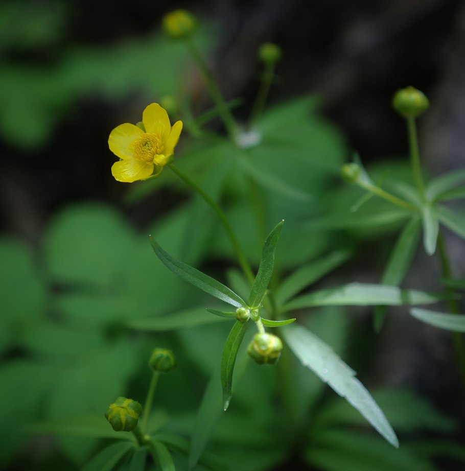 Ranunculus cassubicus