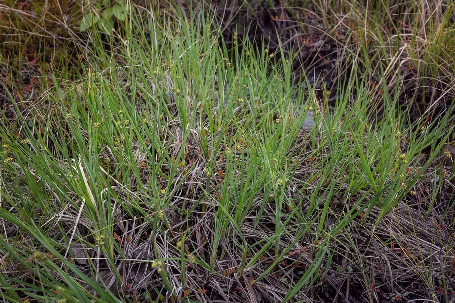 Адонис весенний (горицвет весенний)