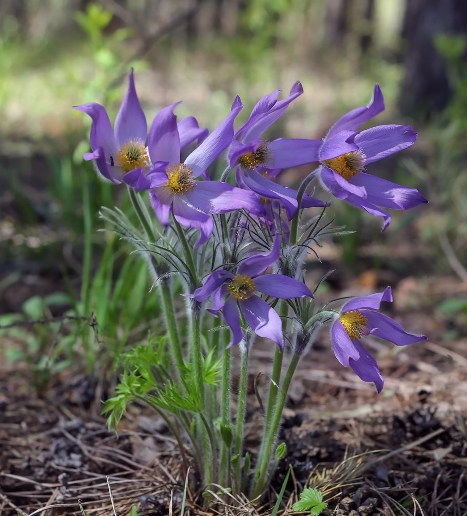 Pulsatilla Patens SSP flavescens