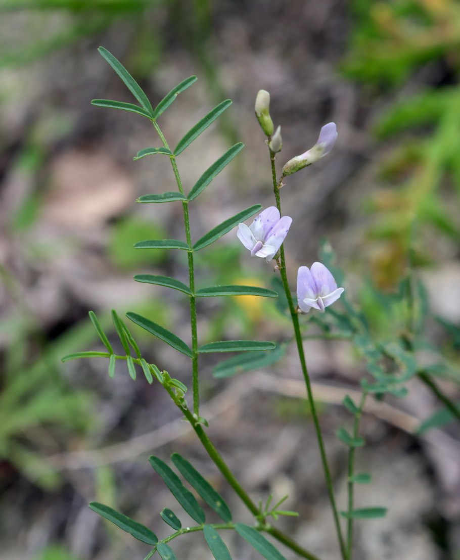 Вероника лекарственная Veronica officinalis