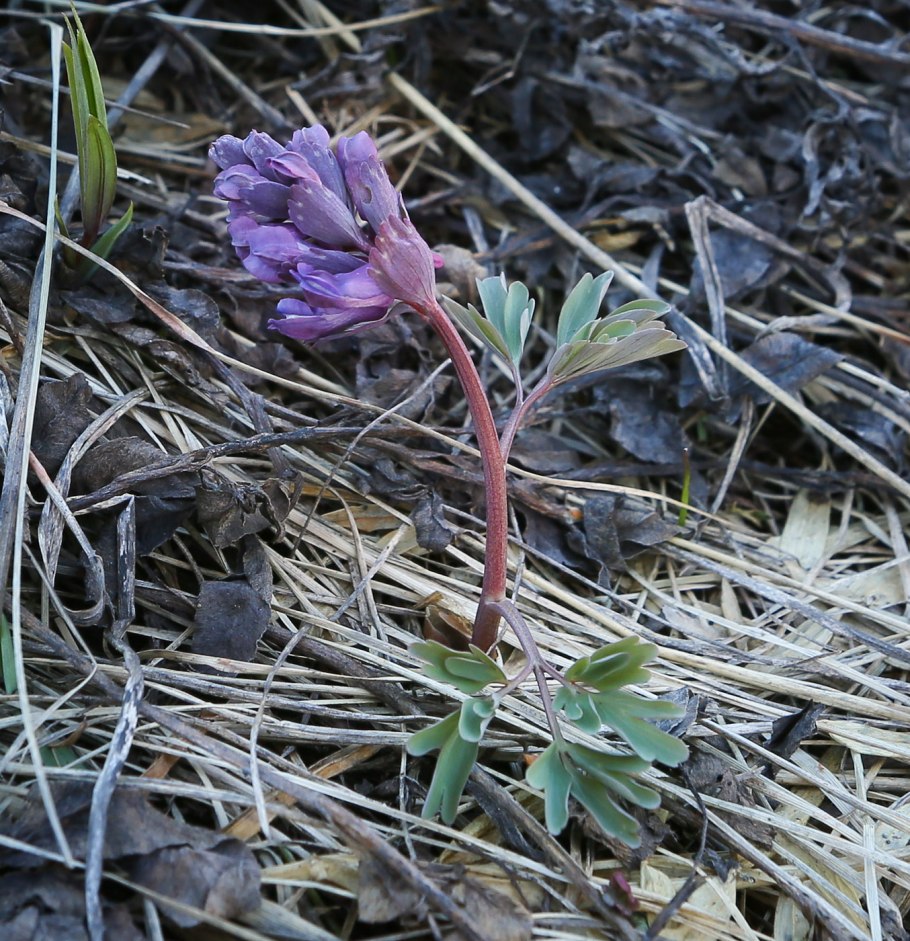 10 Растений Пермского края