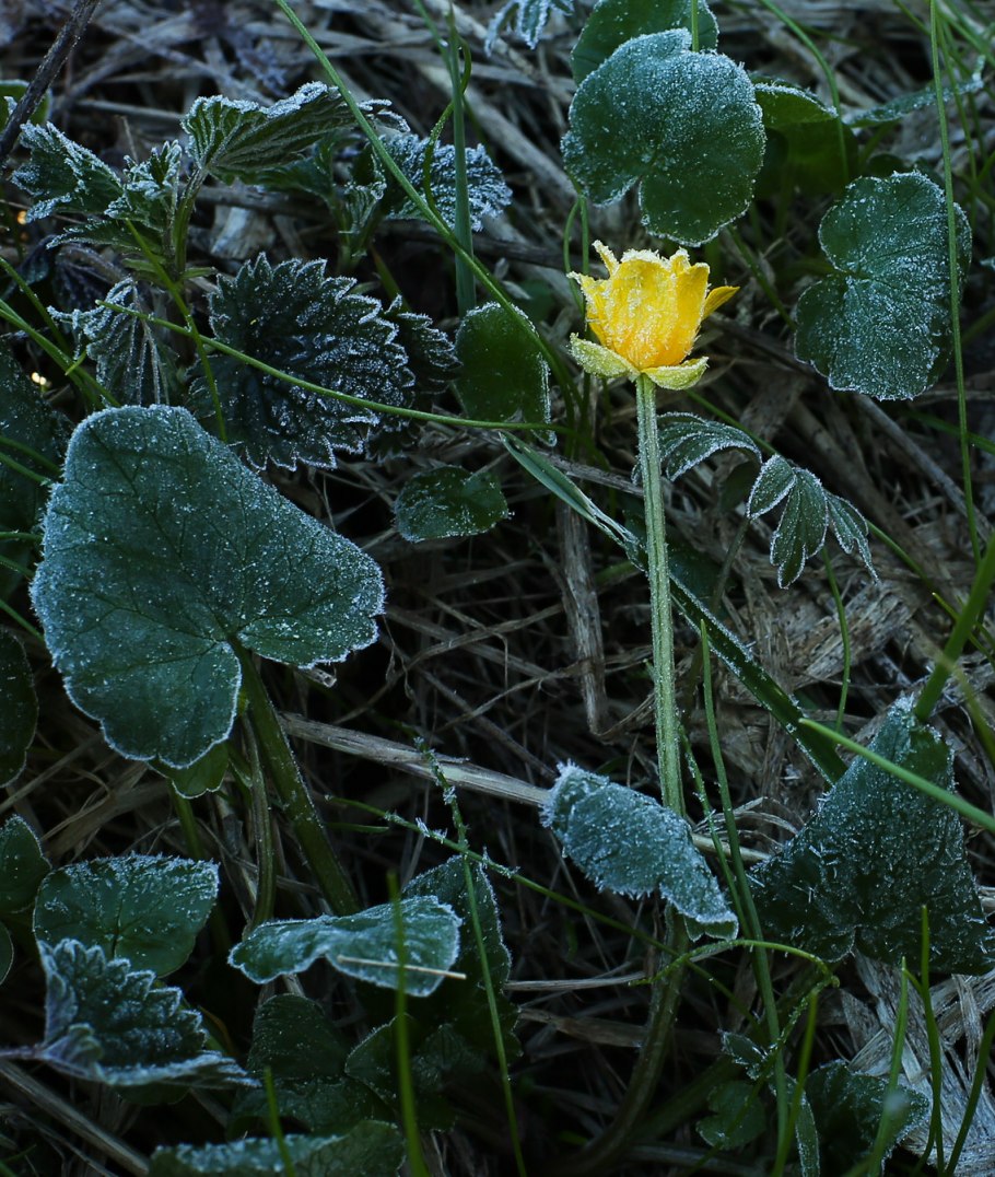 Цветущие растения Пермского края