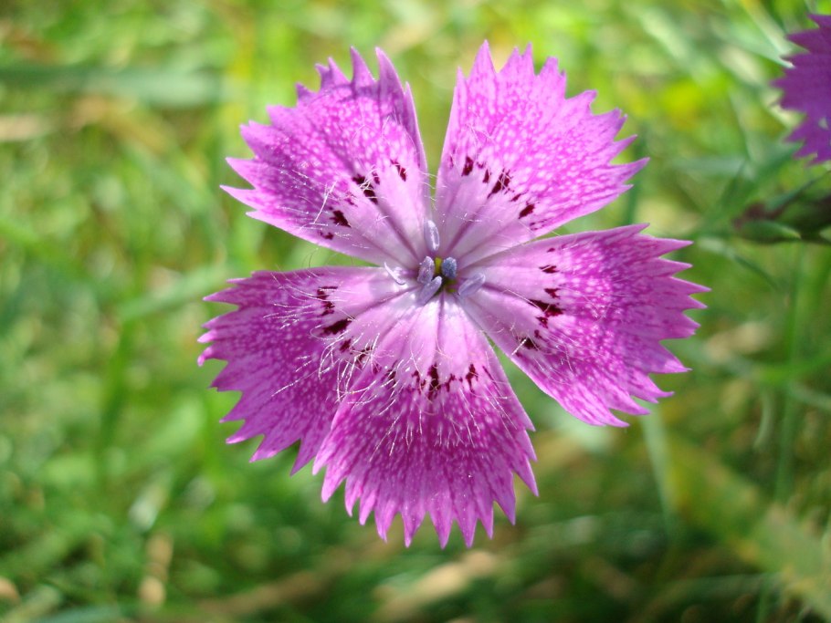 Вероника spicata цветок