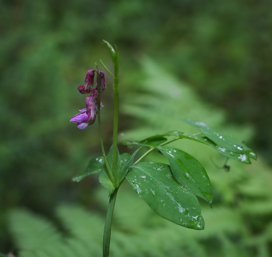 Пермский край съедобные травы