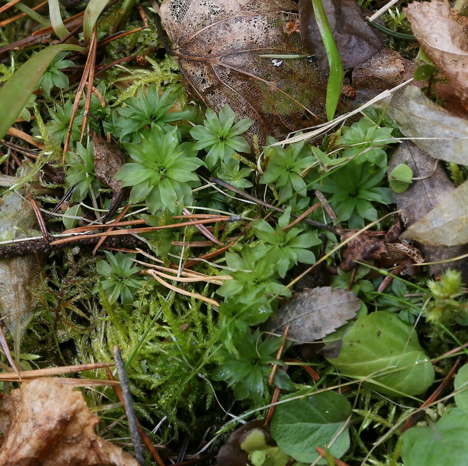 Родобриум розетковидный