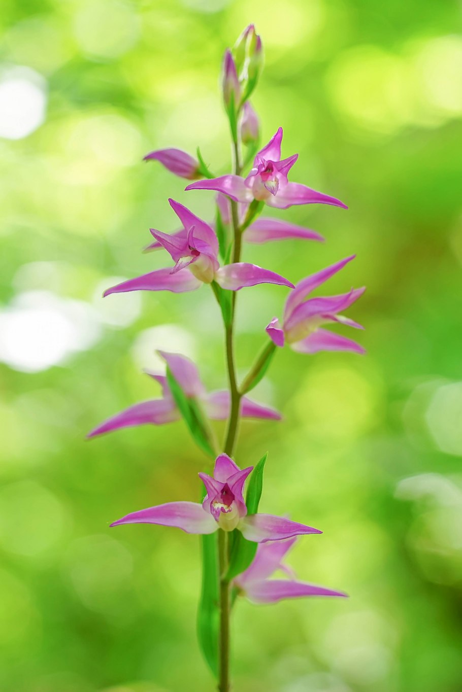 Пыльцеголовник красный (Cephalanthera rubra)