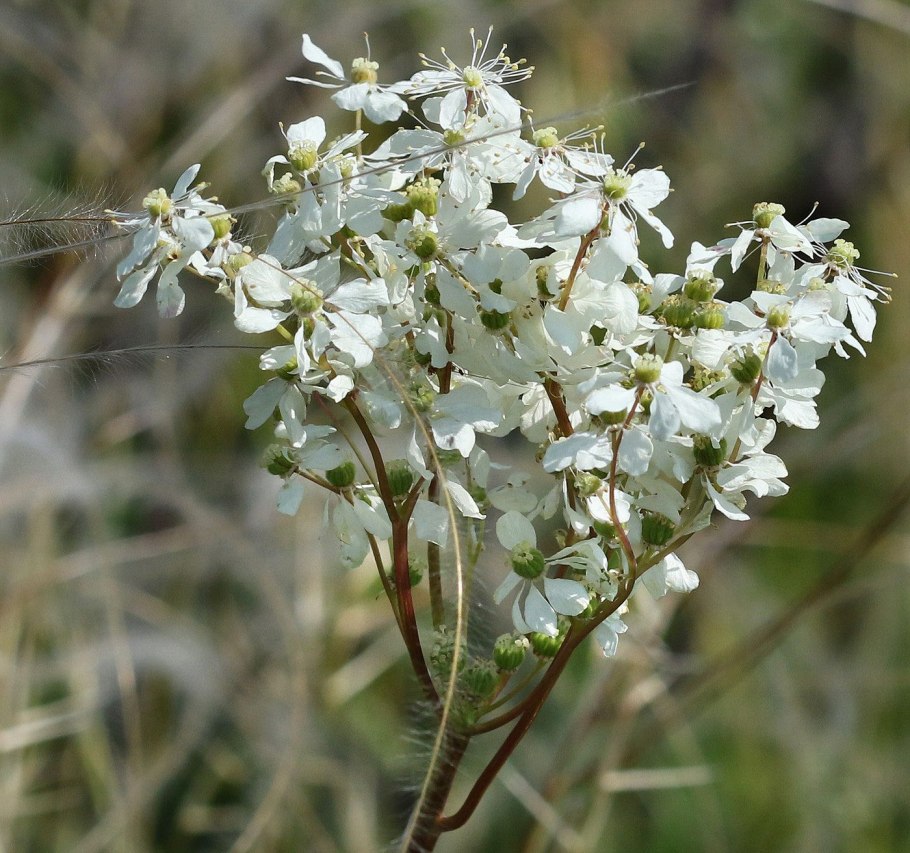 Таволга обыкновенная filipendula vulgaris