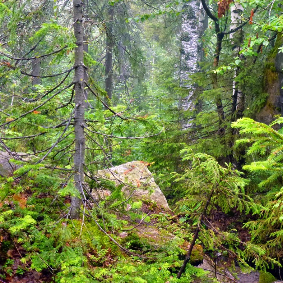 Хвойник Уральский