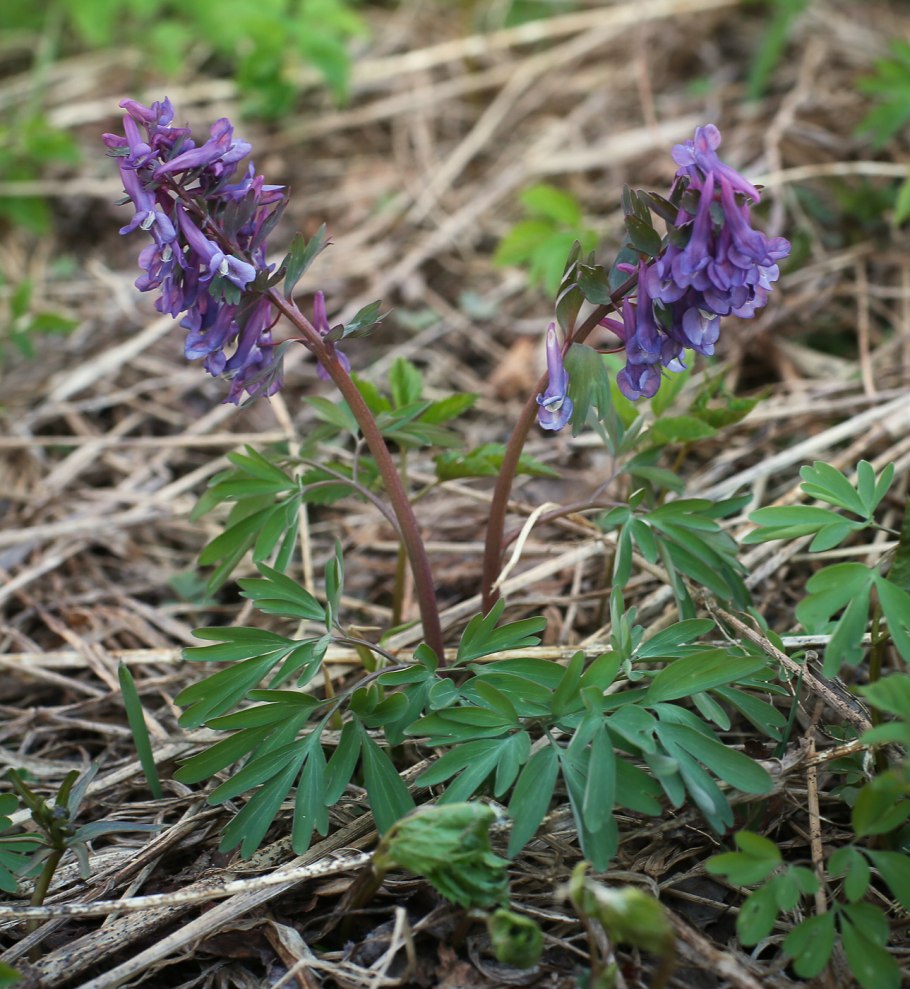 Капуста Полевая (Brassica Campestris)