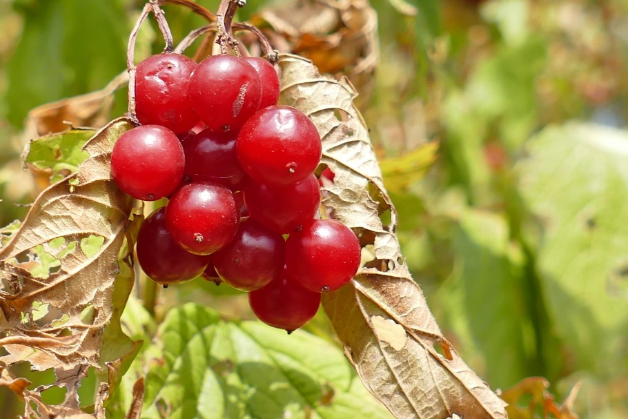 Дикорастущие плодовые растения