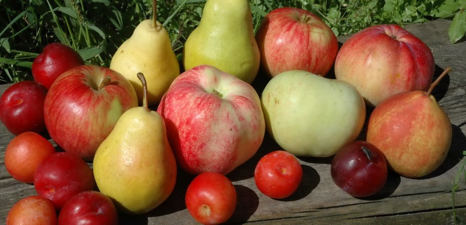 Яблоки груши сливы