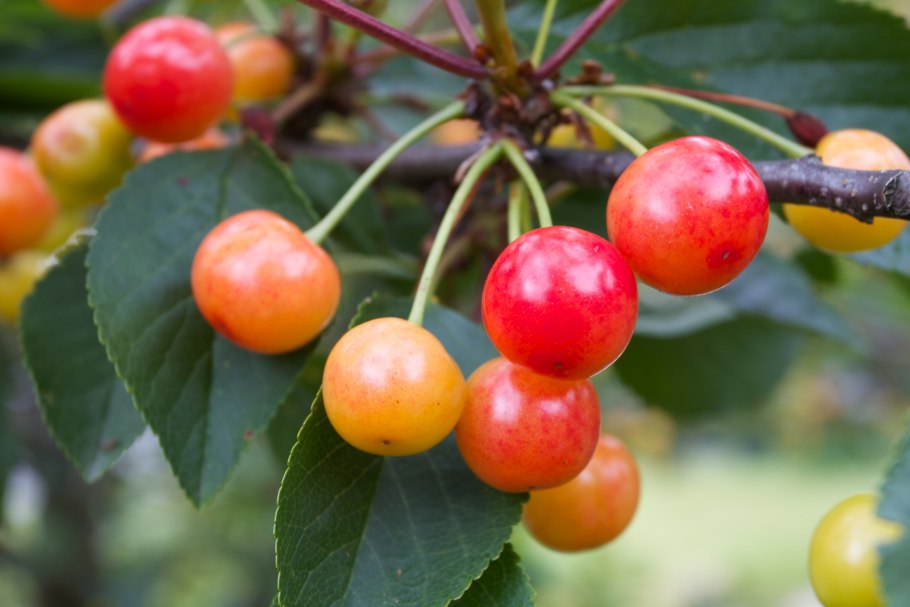 Черри вишня Дюк