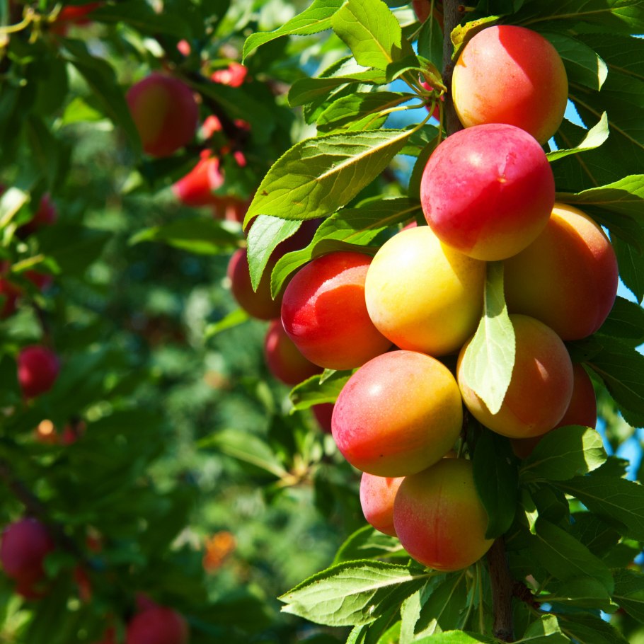 Алыча колоновидная персиковая