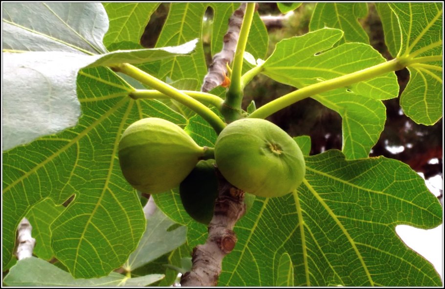 Бакинский инжир