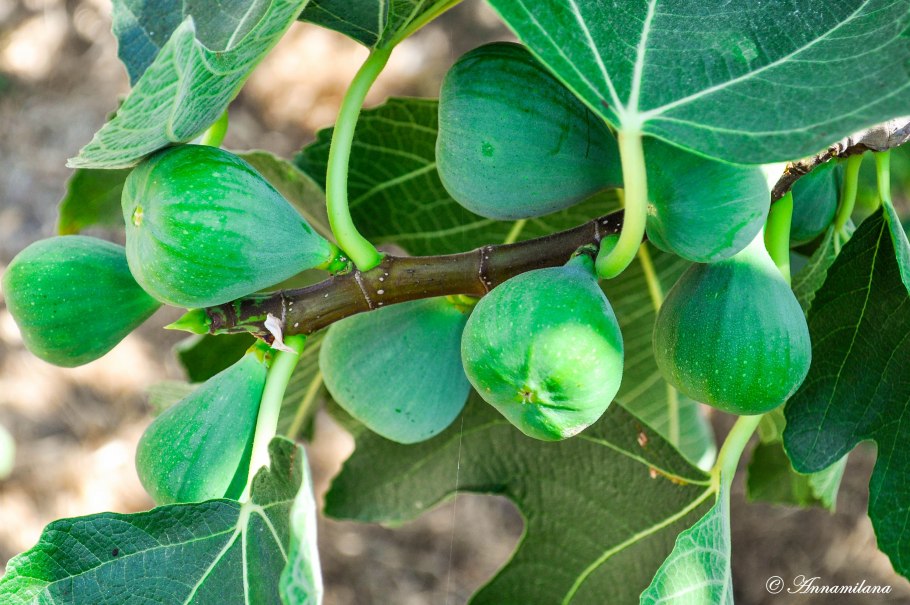 Инжир в Израиле