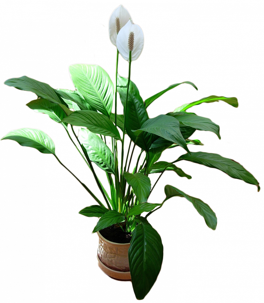 Спатифиллум Калла