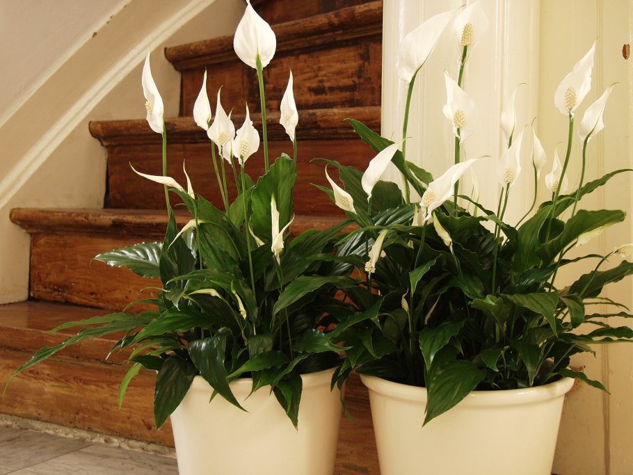 Антуриум Андре Калифорния