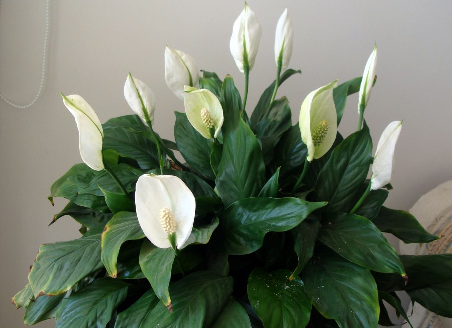 Спатифиллум (Spathiphyllum)