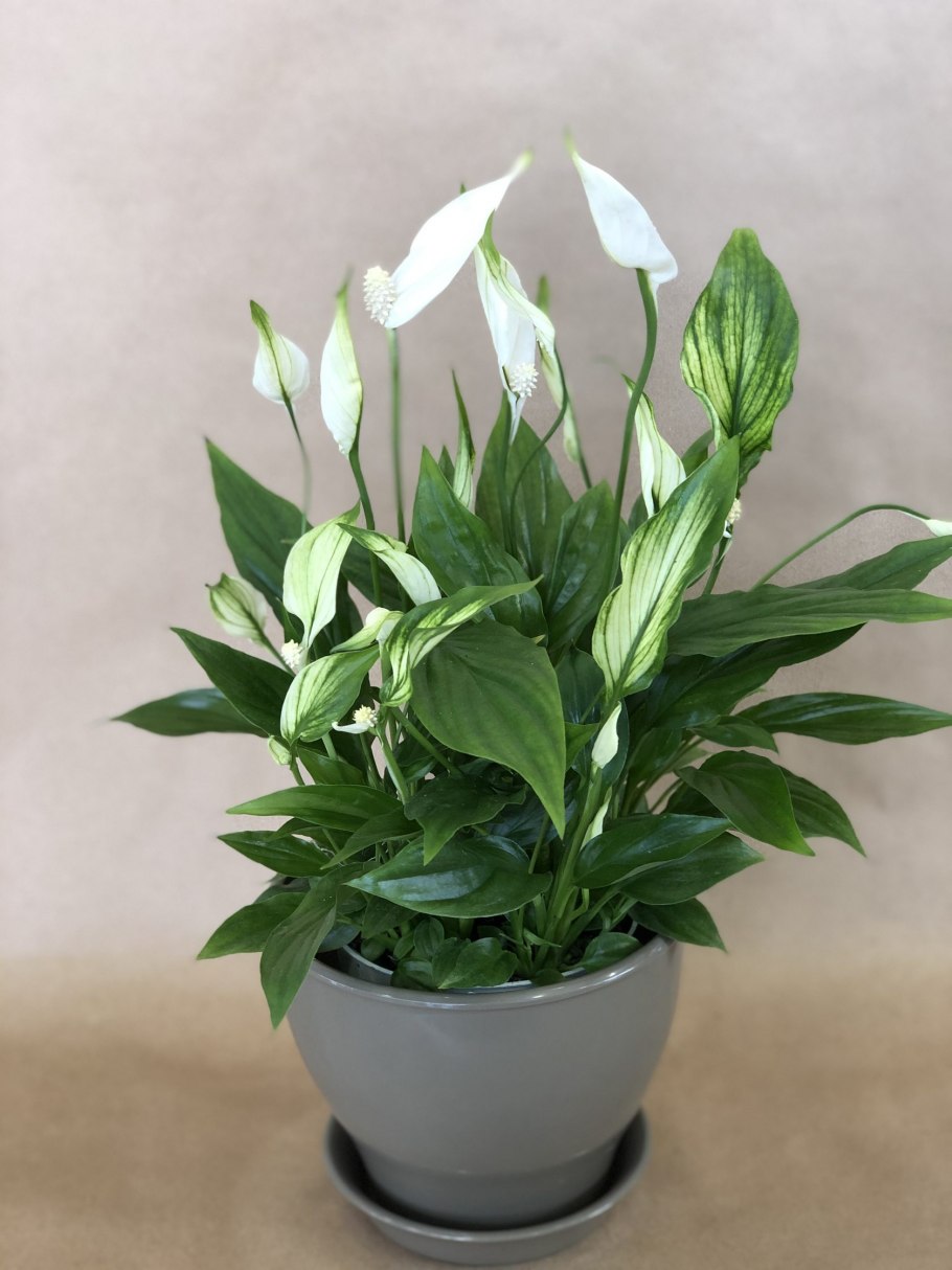 Спатифиллум обильноцветущий Spathiphyllum floribundum