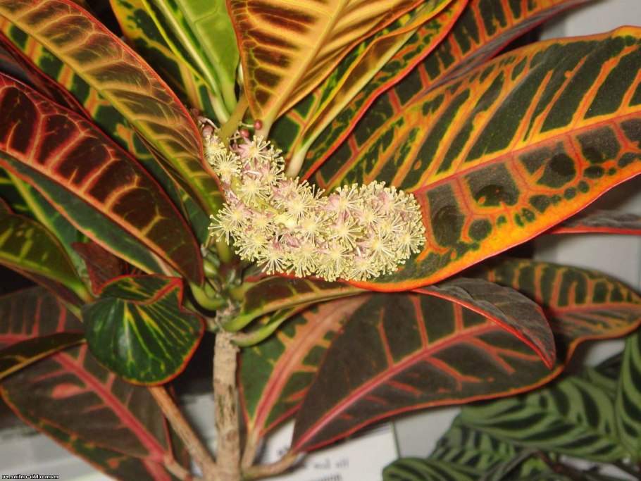 Кодиеум Кротон цветение