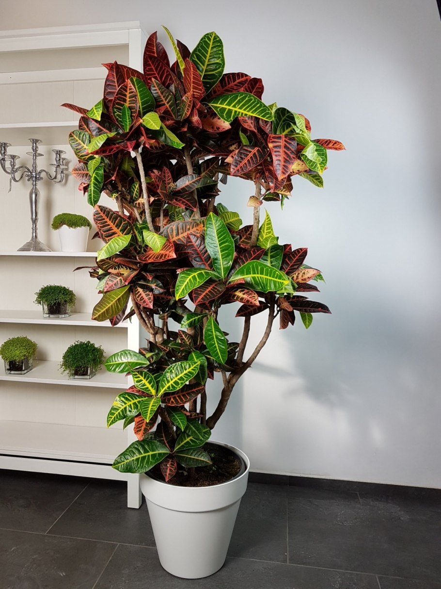 Кодиеум Кротон пестрый