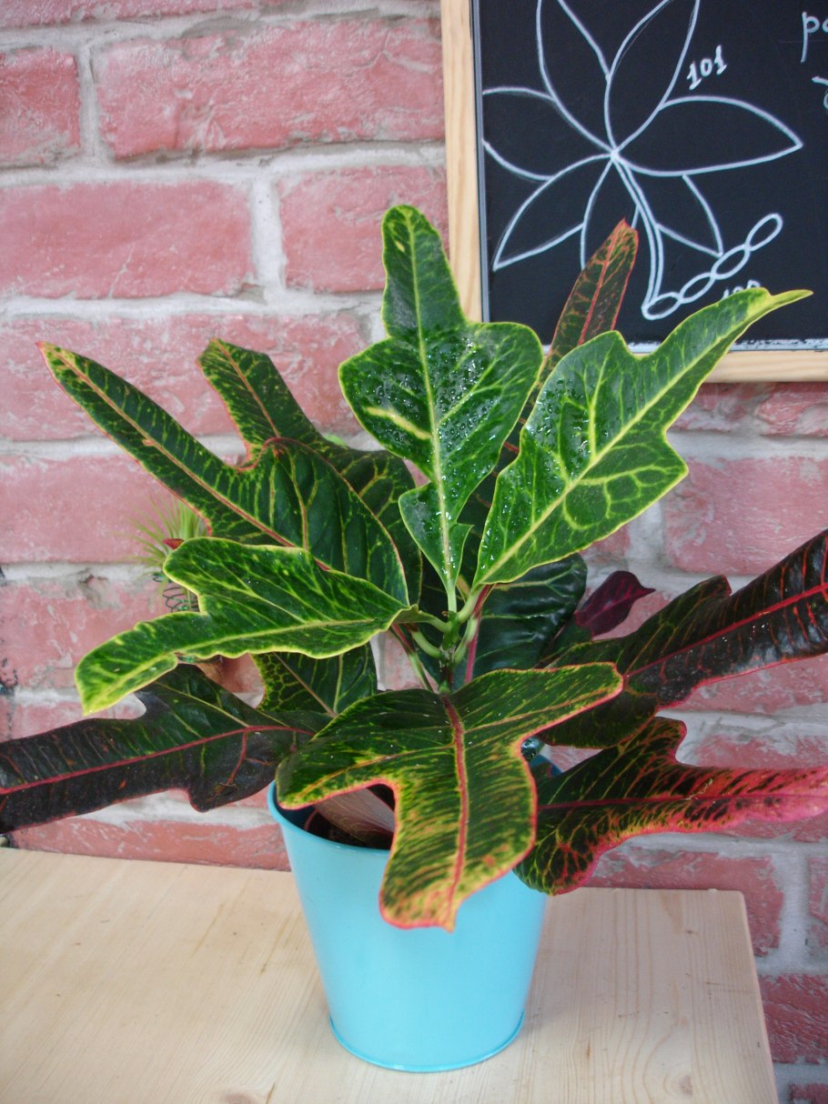 Кротон Кодиеум Экселент