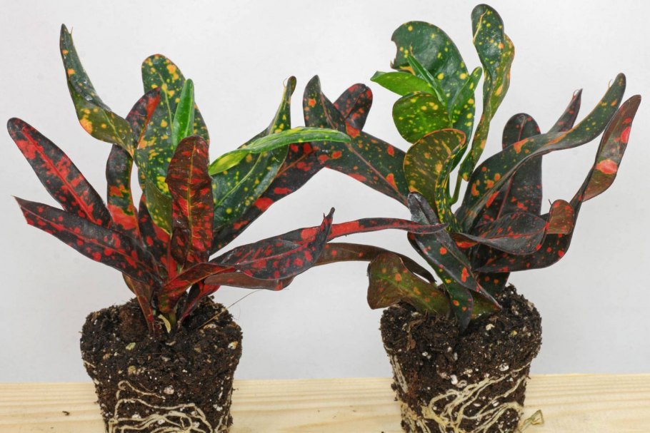 Кротон Кодиеум Экселент