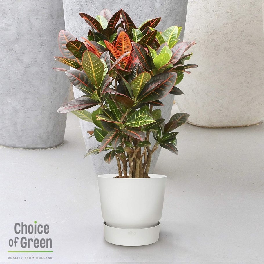 Кодиеум тонколистный