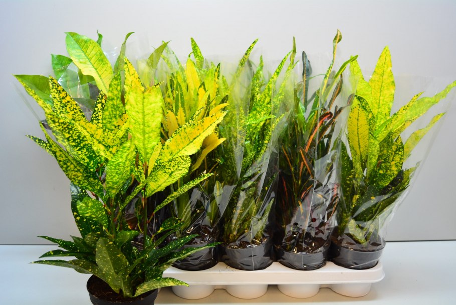 Кротон Кодиеум Экселент