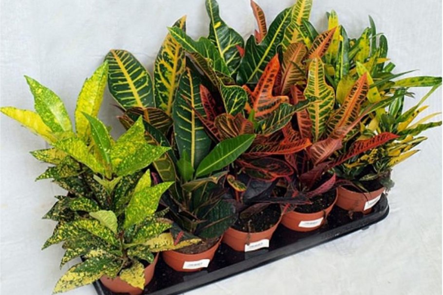 Кодиеум Кратон