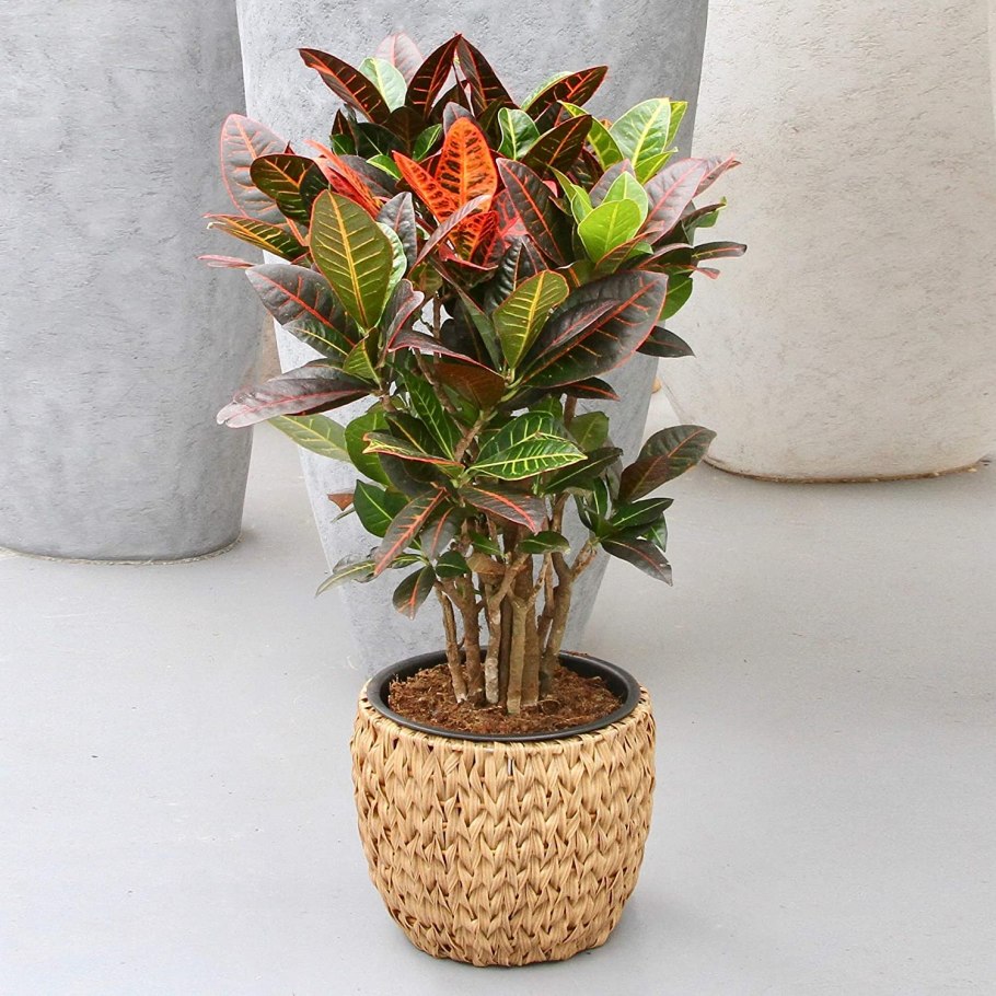 Кротон Кодиеум Петра