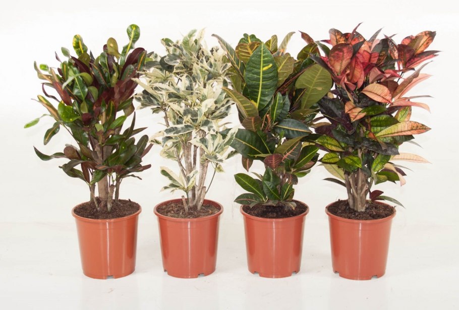 Кротон Вариегата микс