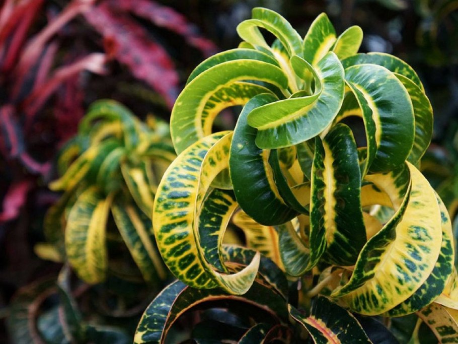 Codiaeum variegatum Кодиеум пестрый